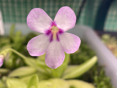Pinguicula ‘Bugbane’ (medium)