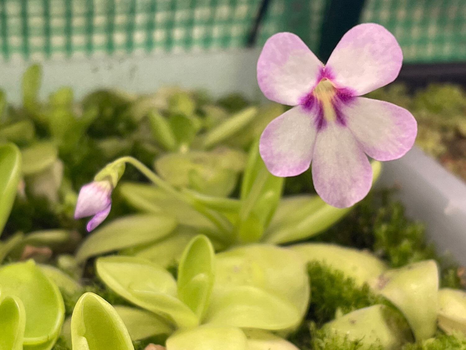 Pinguicula ‘Bugbane’ (medium)