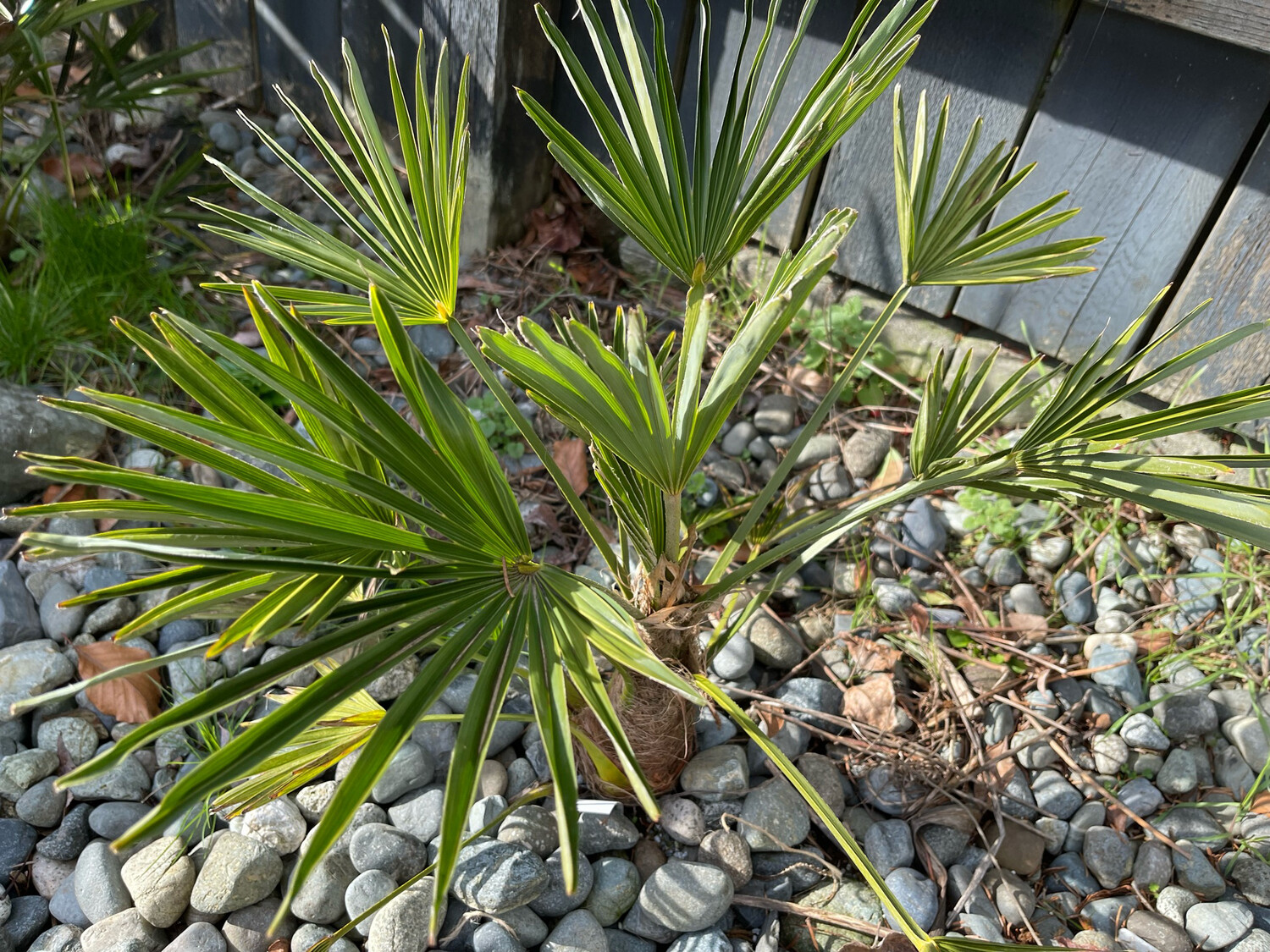 Trachycarpus wagnerianus, "Waggie Palm"