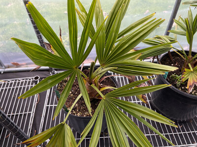 Trachycarpus &quot;Bulgaria” Palm