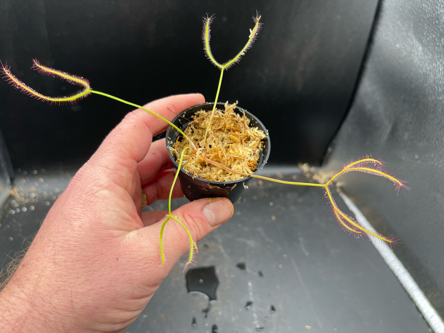Drosera binata “Octopus” 