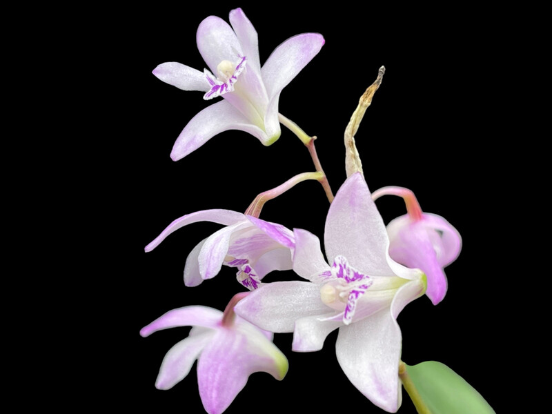 Dendrobium kingianum Orchid
