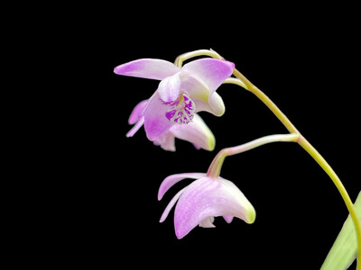 Dendrobium kingianum Orchid