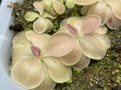 Pinguicula “Kewensis” (Small)