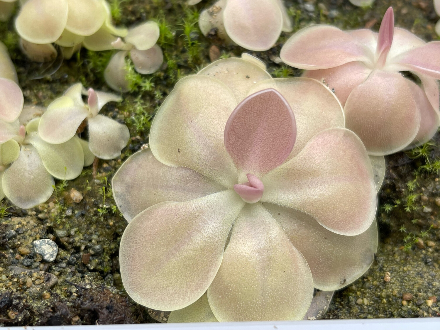 Pinguicula “Kewensis” (Small)