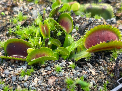 Dionaea muscipula 'Vitiligo’ (small)