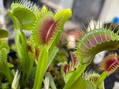 Dionaea muscipula &#39;ARPC’ (small)