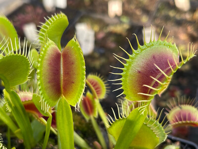 Dionaea muscipula 'ARPC’ (small)