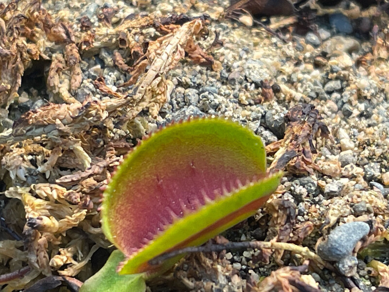 Dionaea muscipula ‘Red Microdent’ Venus Flytrap (small)