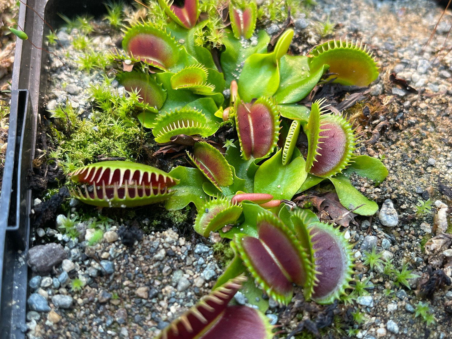 Dionaea muscipula “SL 15” Venus Flytrap (small) Very Limited! 