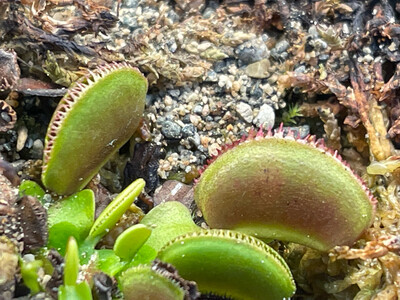 Dionaea muscipula ‘Red Microdent’ Venus Flytrap (small)