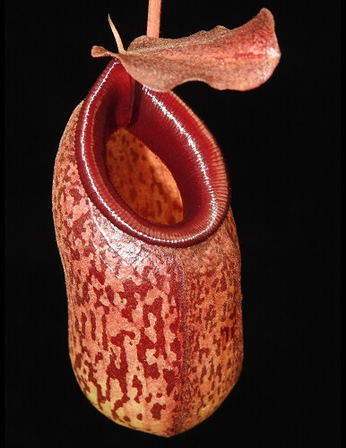 Nepenthes aristolochioides x ventricosa BE-3447 - Large