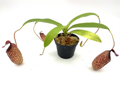 Nepenthes aristolochioides x ventricosa BE-3447 - Large