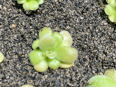 Pinguicula agnata “Red Leaf” (Small) 