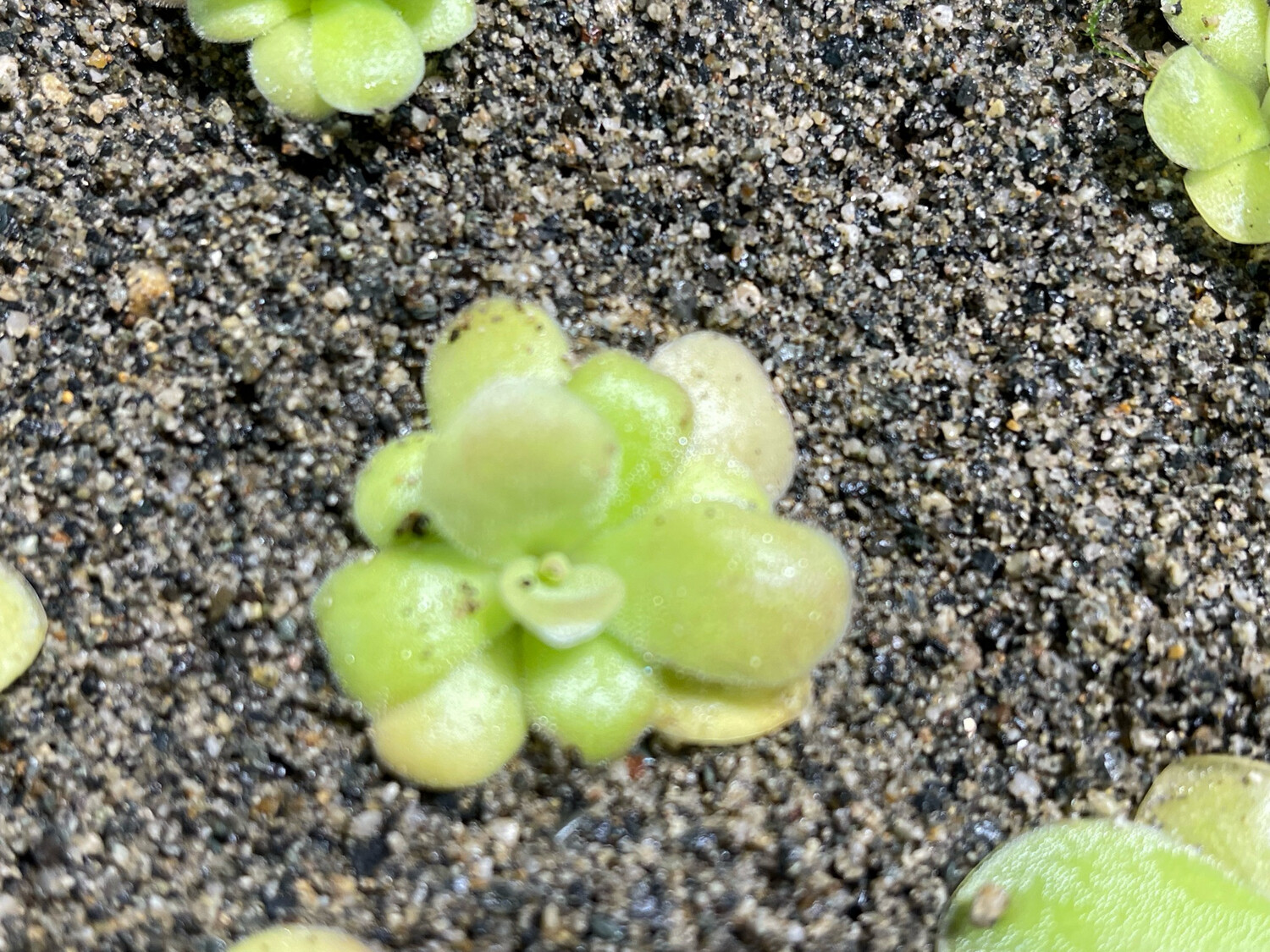 Pinguicula agnata “Red Leaf” (Small) 