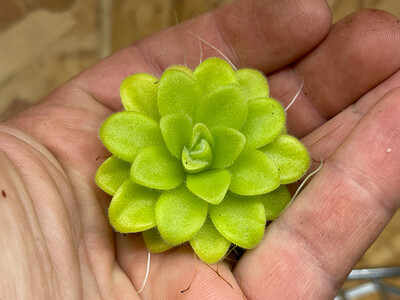 Pinguicula agnata “True Blue” (Medium )