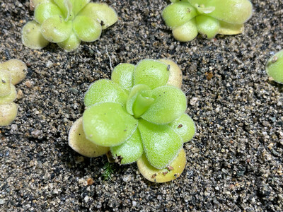 Pinguicula agnata “Red Leaf” (Small) 