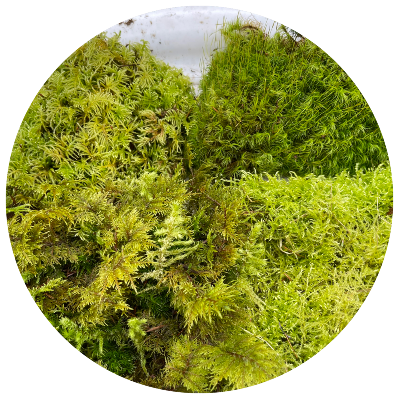 Live Moss