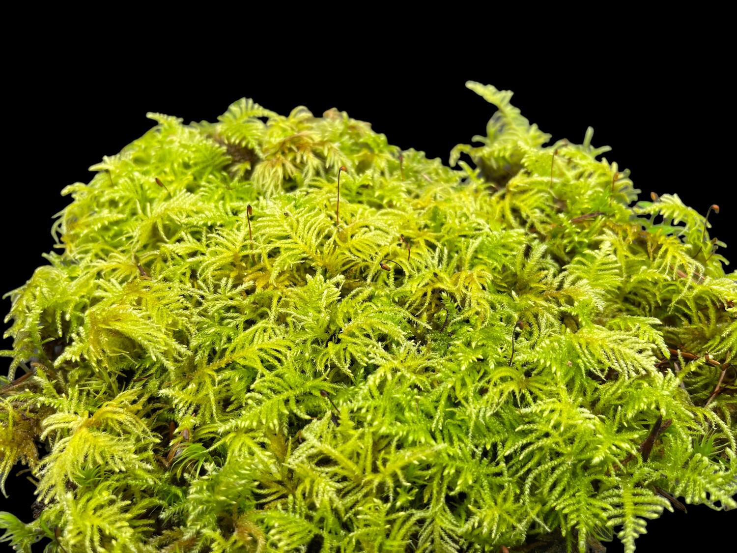 Live Terrarium Moss - Kindbergia oregana Oregon Beaked moss