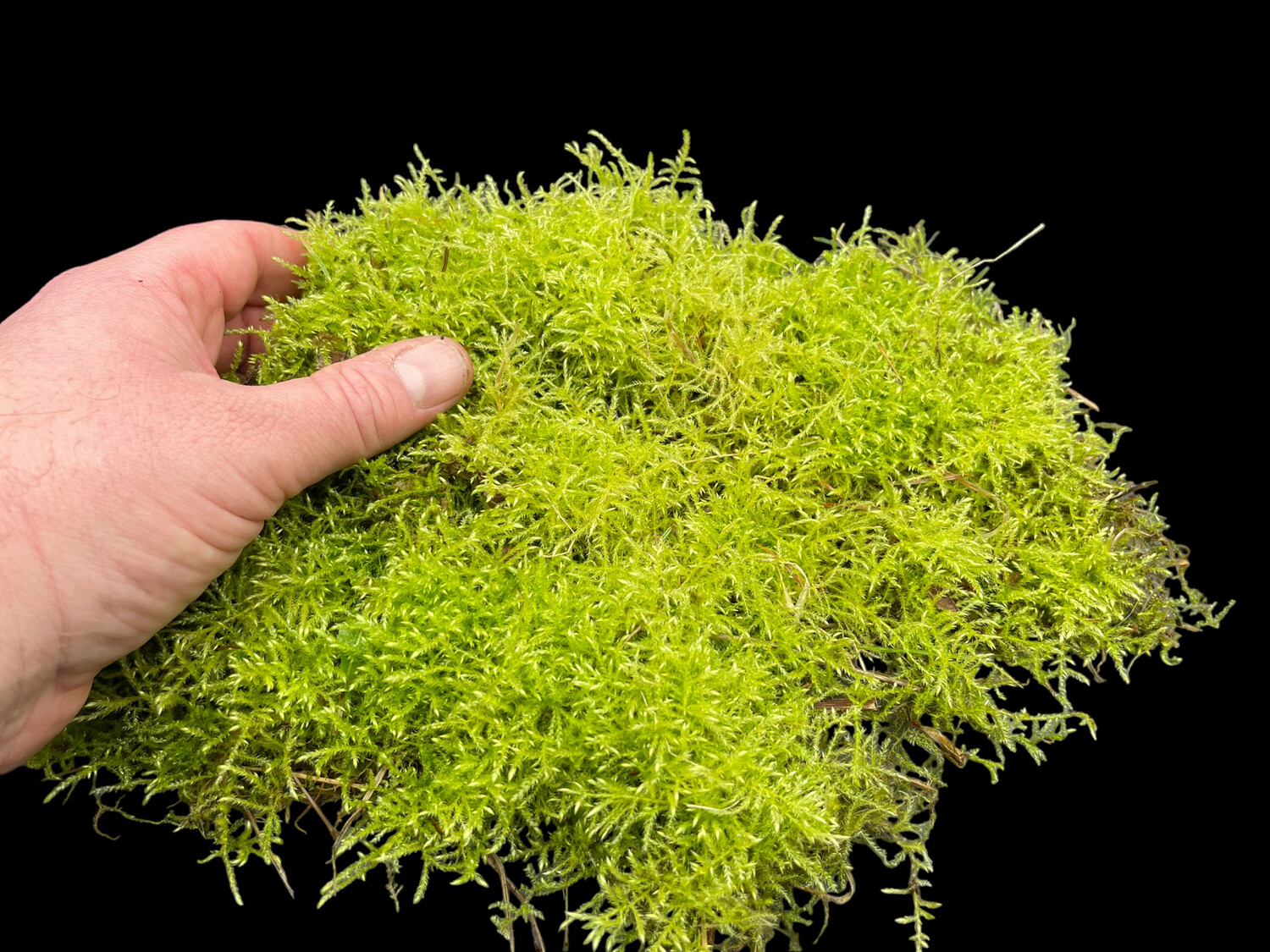 Live Terrarium Moss - Heterocladium procurrens