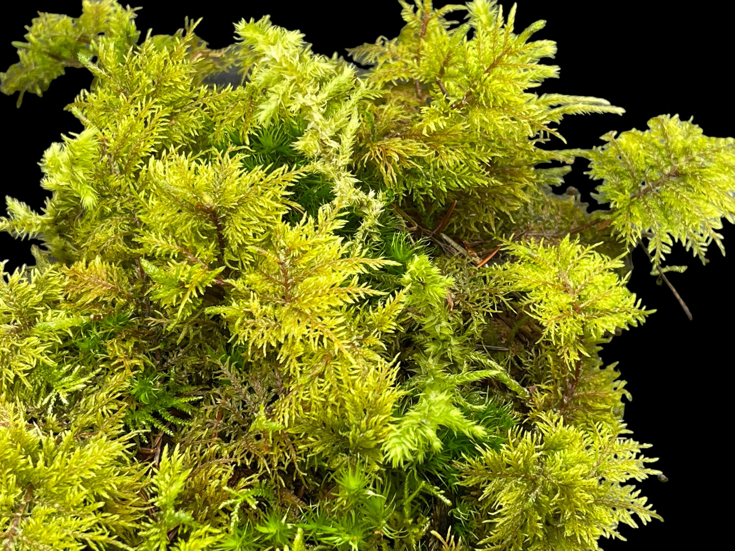 Live Terrarium Moss - Hylocomium splendens