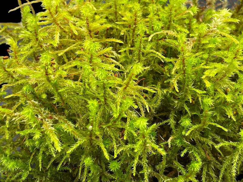Live Terrarium Moss - Rhytidiadelphus triquetrus