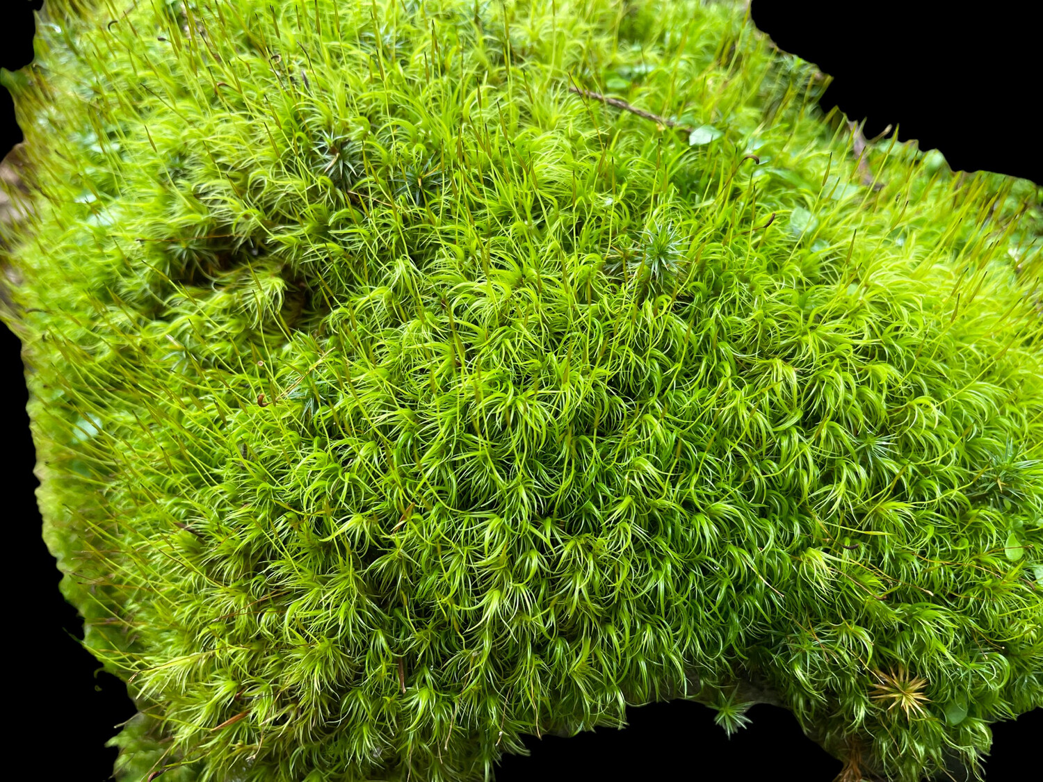 Live Terrarium Moss - Dicranum Sp. Fork Moss