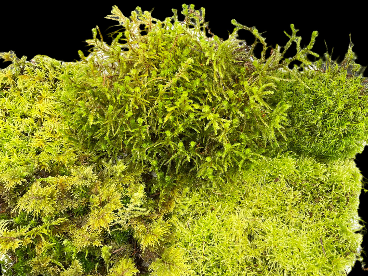 Live Terrarium Moss Mix - Assorted Species