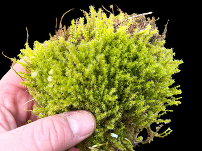 Live Terrarium Moss - Rhytidiadelphus squarrosus