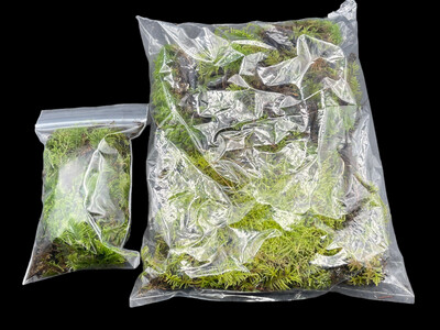 Live Terrarium Moss - Rhytidiadelphus triquetrus