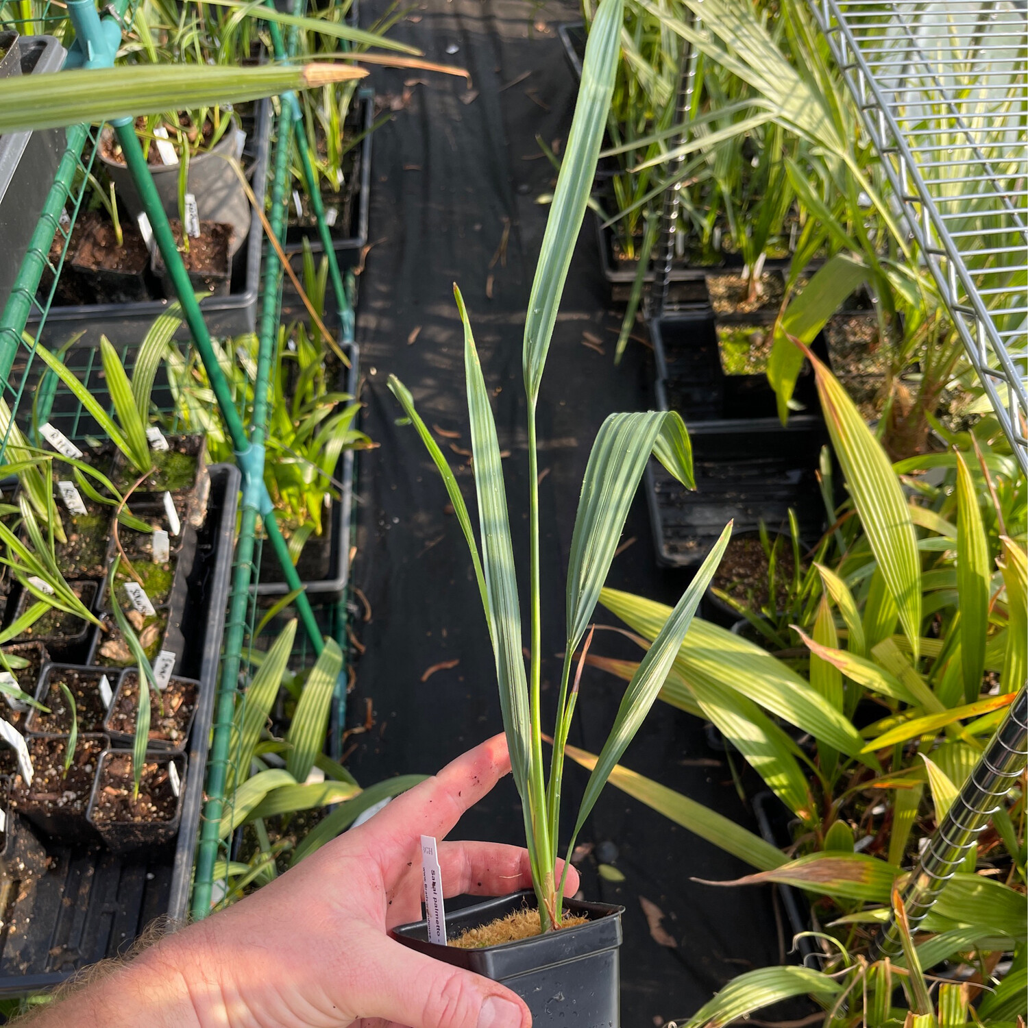Sabal palmetto Palm