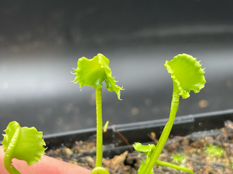 Dionaea muscipula “Frilled Werewolf” Venus Flytrap (Small) 