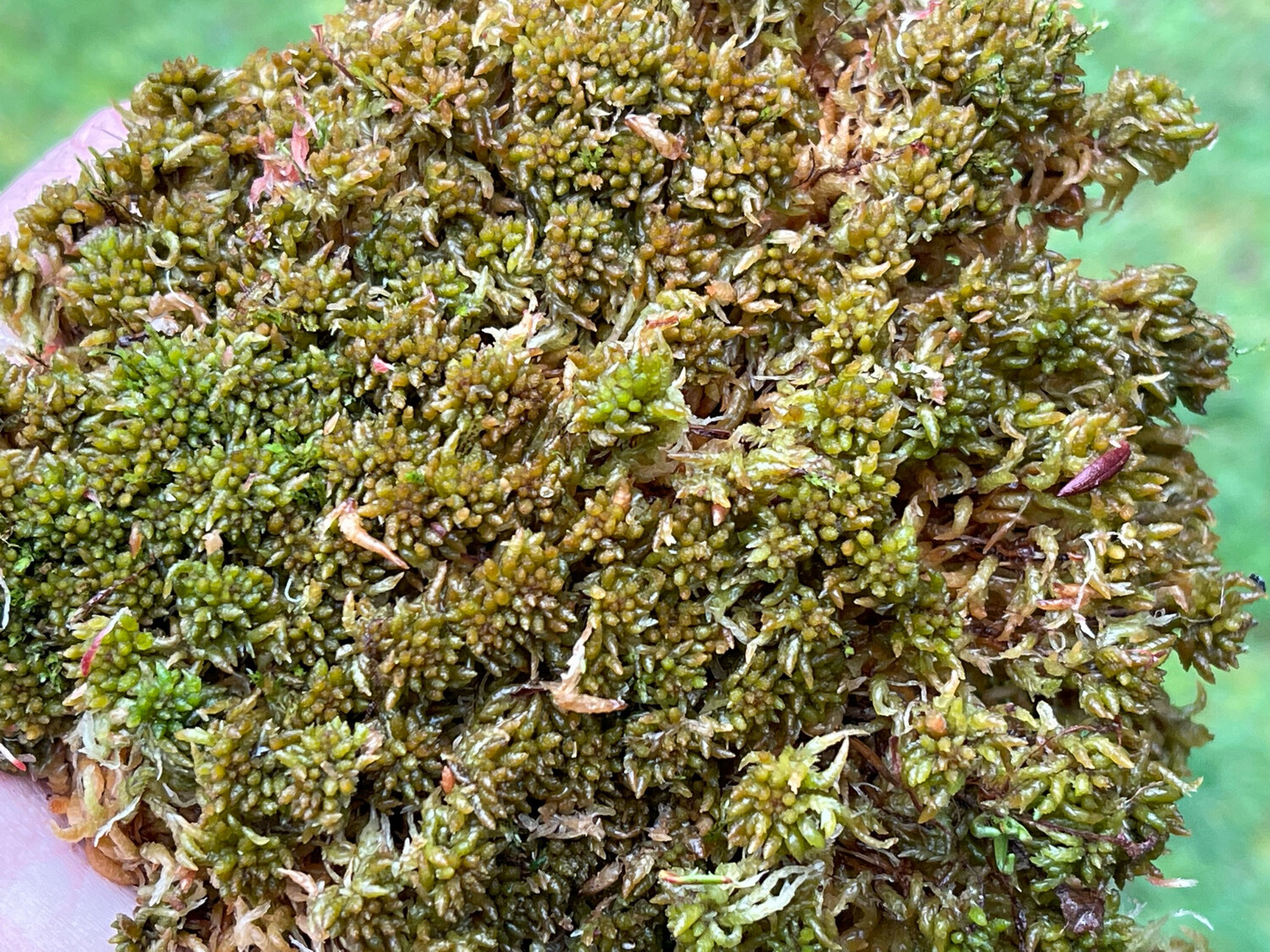 Live Sphagnum papillosum moss