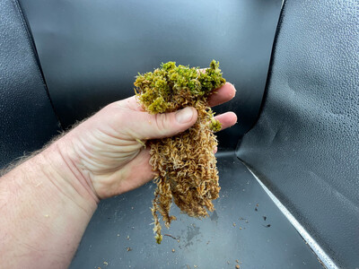 Live Sphagnum papillosum moss