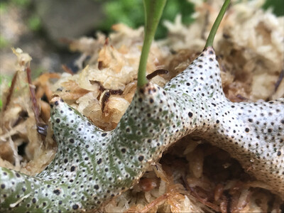 Ant Fern- Lecanopteris Sinuosa 