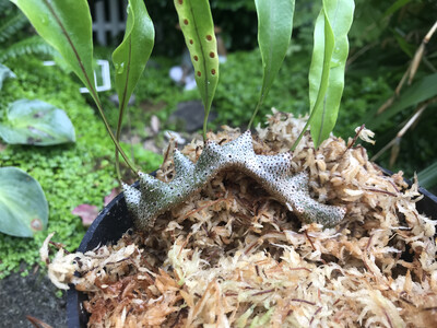 Ant Fern- Lecanopteris Sinuosa 