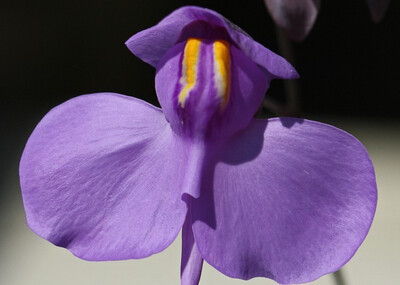 Utricularia (reniformis x nelumbifolia) x cornigera Seed grown 