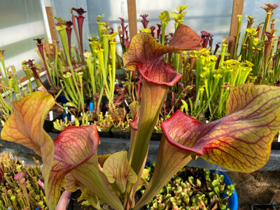 Sarracenia ‘ Potty Mouth ’