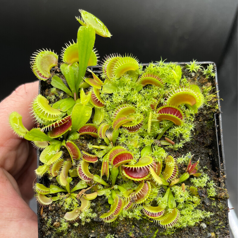 Dionaea muscipula “Trev’s Dracula” (small) Nice!