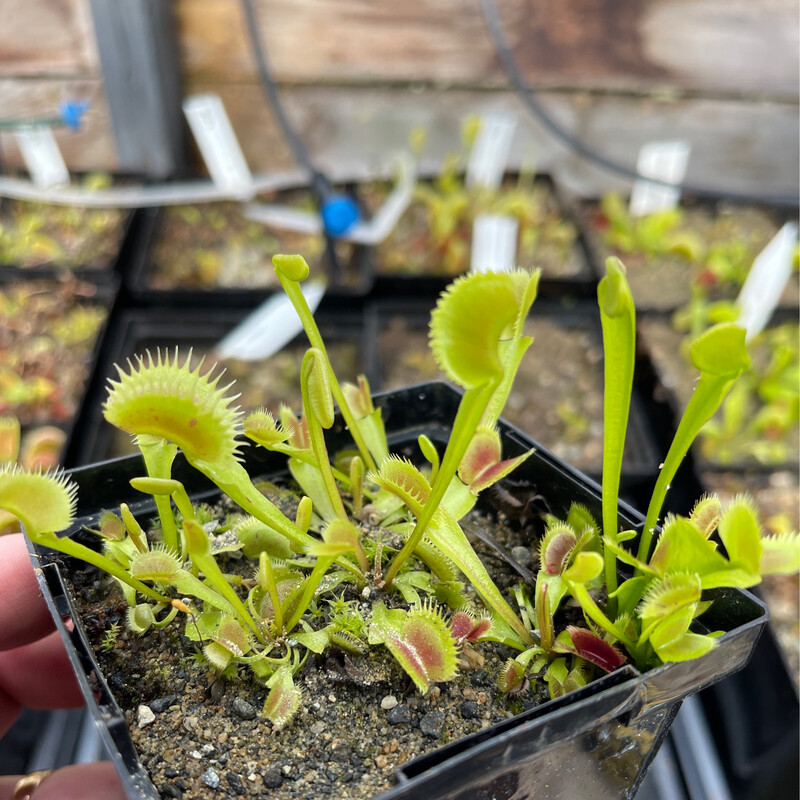 Dionaea muscipula ''Louchapates’’ (small)