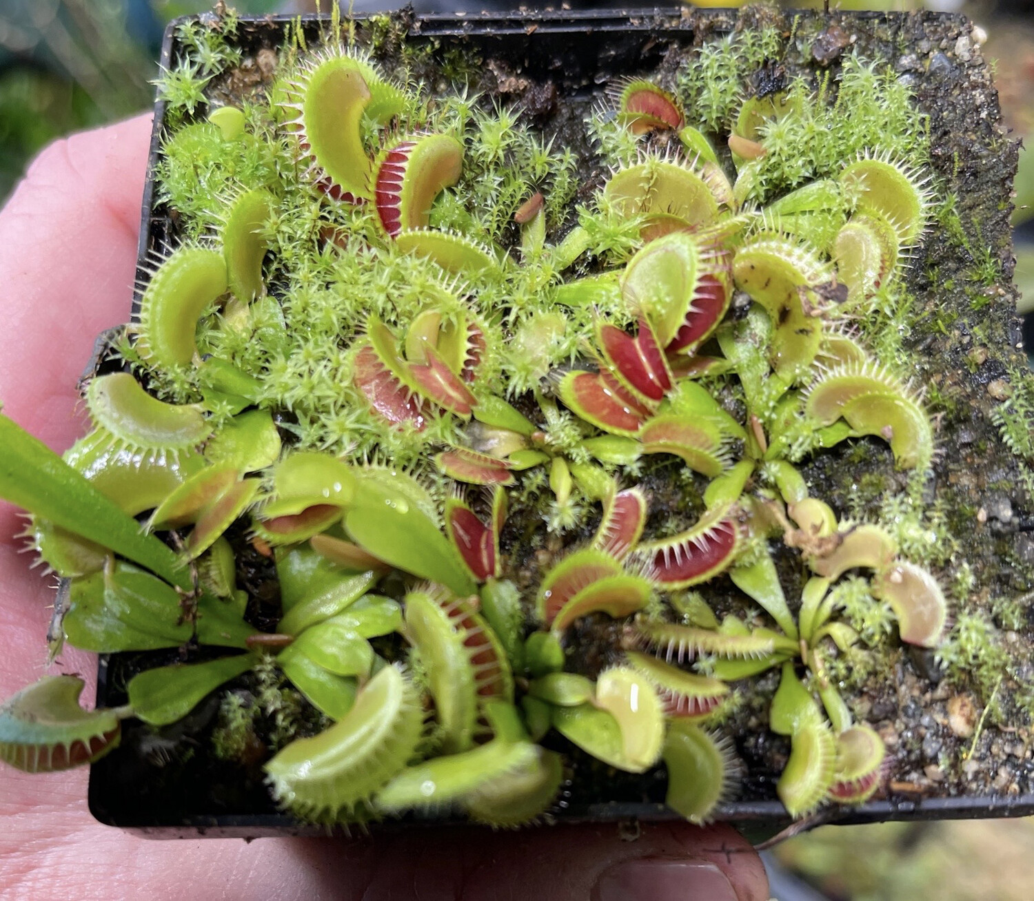 Dionaea muscipula “Trev’s Dracula” (small) Nice!