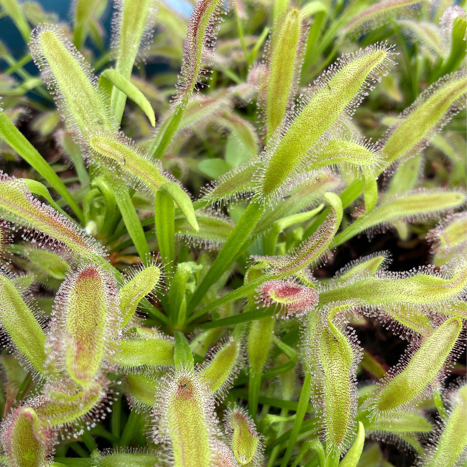 Drosera capensis "Wide-Leaf" Cape Sundew -Buy one get one 1/2 price! 