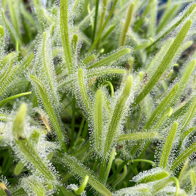 Drosera capensis &quot;alba&quot; Cape Sundew White Flowers 