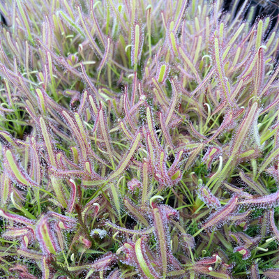 Drosera capensis Cape Sundew “narrow Leaf” 
