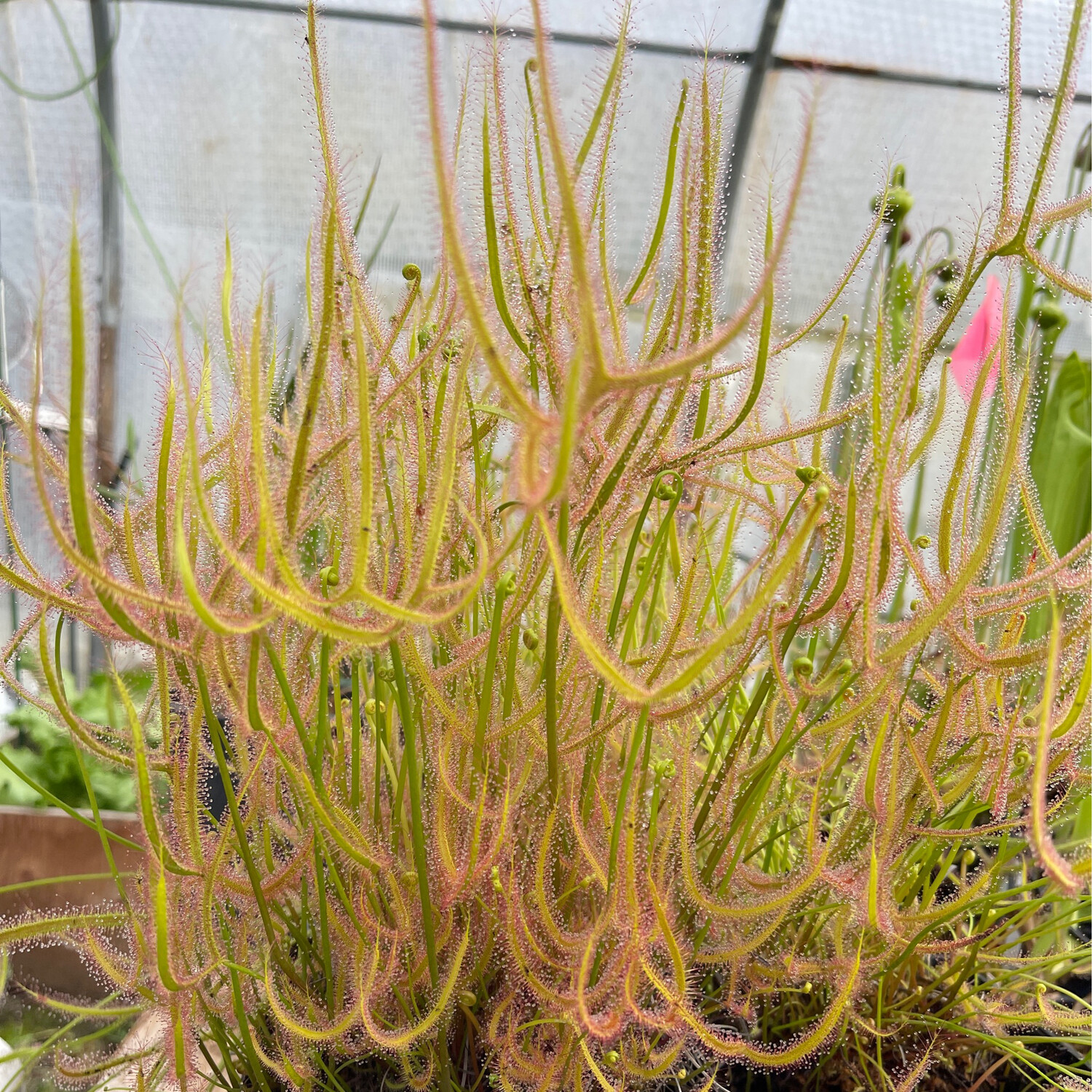Drosera binata var. dichotoma f. extrema 1+ Plants