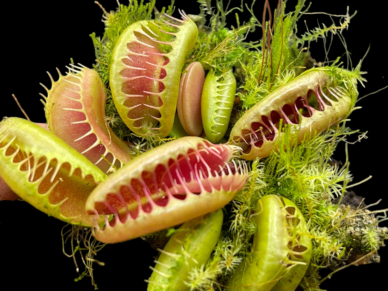 Dionaea muscipula  GJ Bloody Nurse (small)