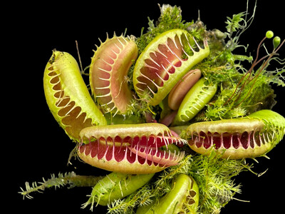 Dionaea muscipula  GJ Bloody Nurse (small)