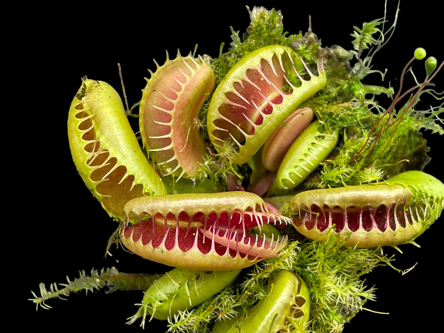 Dionaea muscipula  GJ Bloody Nurse (small)