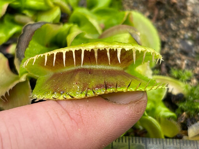 Dionaea muscipula  ‘Jaws Smiley’  Venus Flytrap (starter Size) 