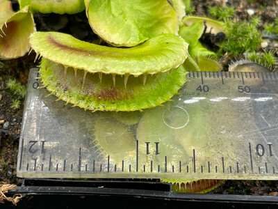 Dionaea muscipula  ‘Jaws Smiley’  Venus Flytrap (starter Size) 